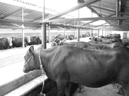 產(chǎn)業(yè)發(fā)展看平?jīng)觥捌經(jīng)黾t?！眽?nèi)開花墻外紅