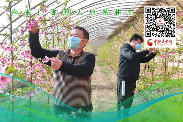 海報(bào)丨春來！隴原大地春耕忙