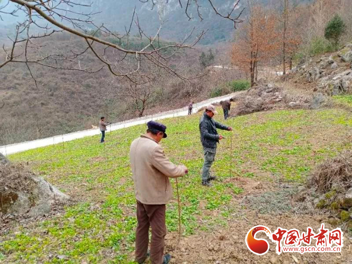 【甘肅全民戰(zhàn)“疫”】戰(zhàn)“疫”中，隴南稻坪的春天