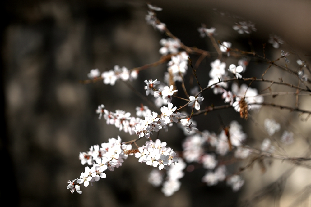 海報|花開隴原，甘肅這些景區(qū)正在復蘇！