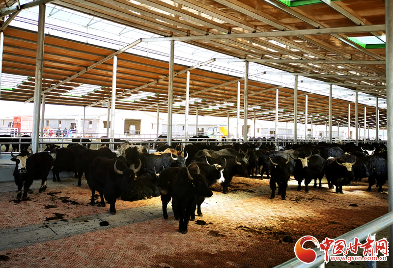 【甘肅省決戰(zhàn)決勝脫貧攻堅(jiān)】農(nóng)牧結(jié)合養(yǎng)起“脫貧?！?產(chǎn)業(yè)增效共唱“致富歌”