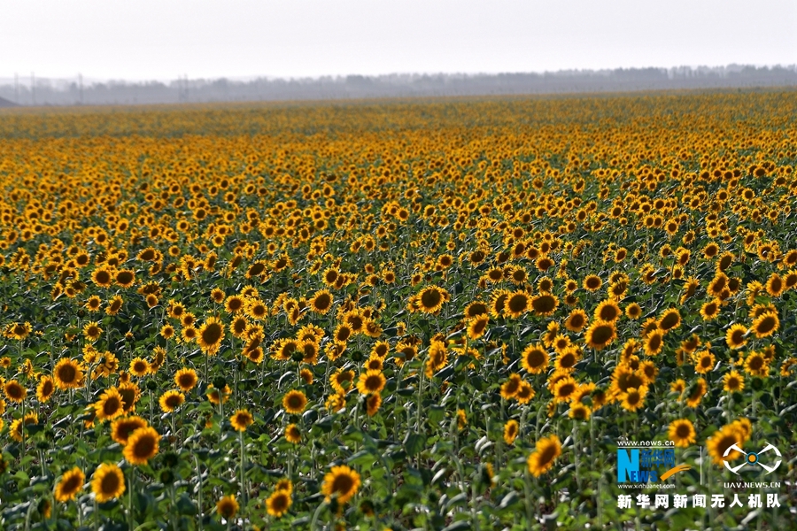【“飛閱”中國(guó)】向日葵花開(kāi)戈壁 宛如“金色海洋”