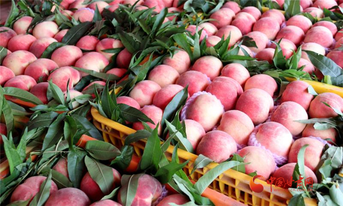 天水秦安: 縣長(zhǎng)直播帶貨 促蜜桃銷(xiāo)售線(xiàn)上線(xiàn)下齊頭并進(jìn)