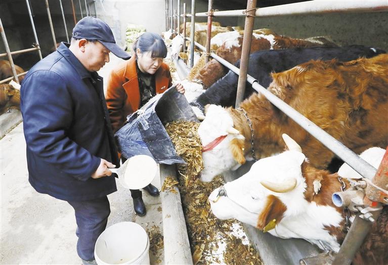 我和我的家鄉(xiāng)丨定西臨洮縣黨家墩村：“牛”產(chǎn)業(yè)帶來“?！比兆?>
        </a><em>我和我的家鄉(xiāng)丨定西臨洮縣黨家墩村：“?！碑a(chǎn)業(yè)帶來“?！比兆?/em></li>
    <li><a  target=