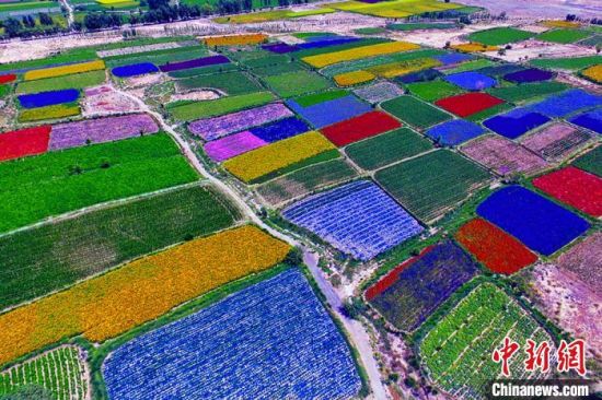 甘肅酒泉：除了天時(shí)地利，還有一“種”力