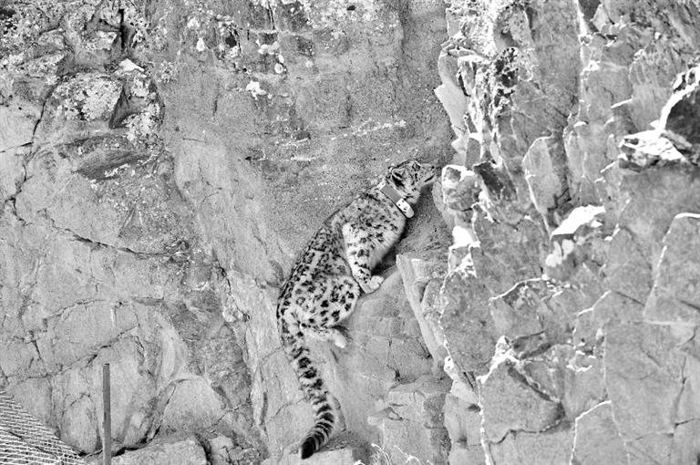 首例！肅北鹽池灣保護(hù)區(qū)一只雪豹被戴上定位項(xiàng)圈