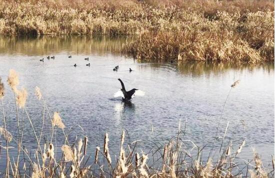 蘭州新區(qū)開(kāi)展“世界野生動(dòng)植物日”主題宣傳活動(dòng)
