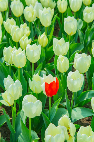 花叢中，別具一格。羅云希 攝