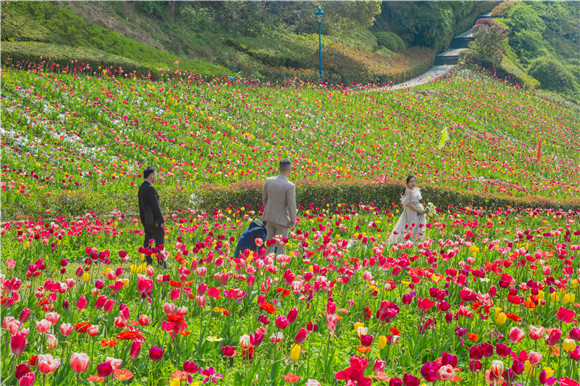 花海間，拍上一組美美的婚紗照。羅云希 攝
