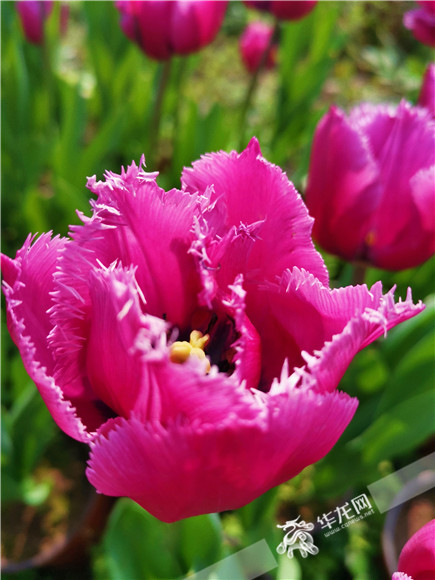 特色郁金香品種，花邊呈鋸齒狀。華龍網(wǎng)—新重慶客戶端記者 舒婷 攝