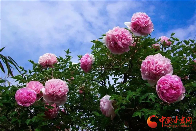 【五一游甘肅】暢游“臨洮縣紫斑牡丹文化旅游節(jié)”，這份攻略請(qǐng)收下！