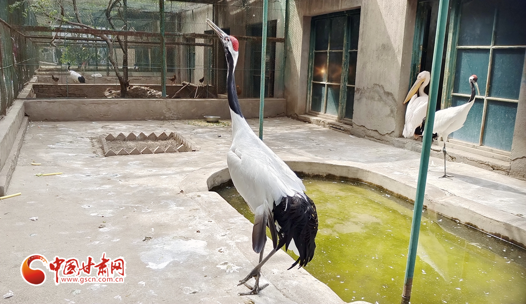 蘭州公安提醒市民：非緊急非必要，不出境