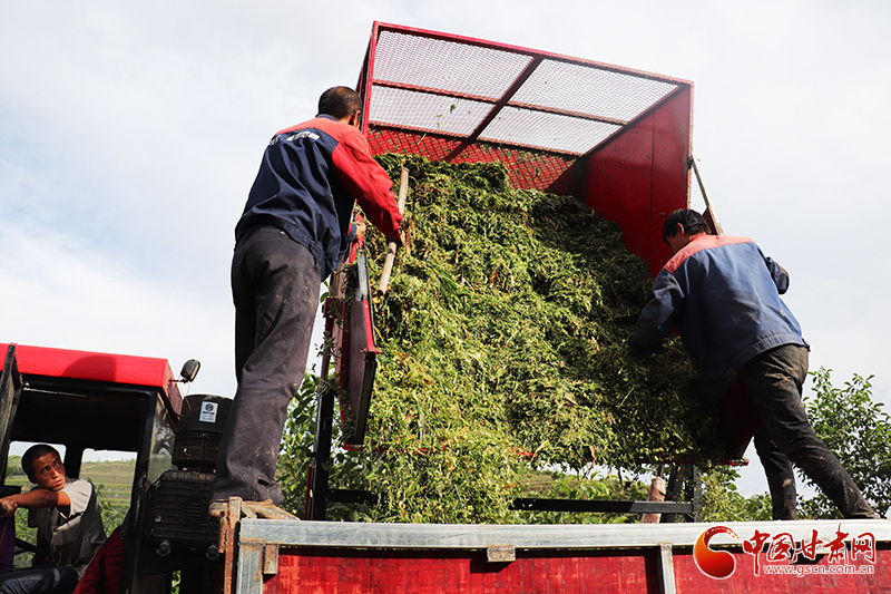 【小康圓夢(mèng)·看甘肅】平?jīng)鲮o寧：“糧改飼”帶動(dòng)種養(yǎng)殖業(yè)走出綠色發(fā)展新路子