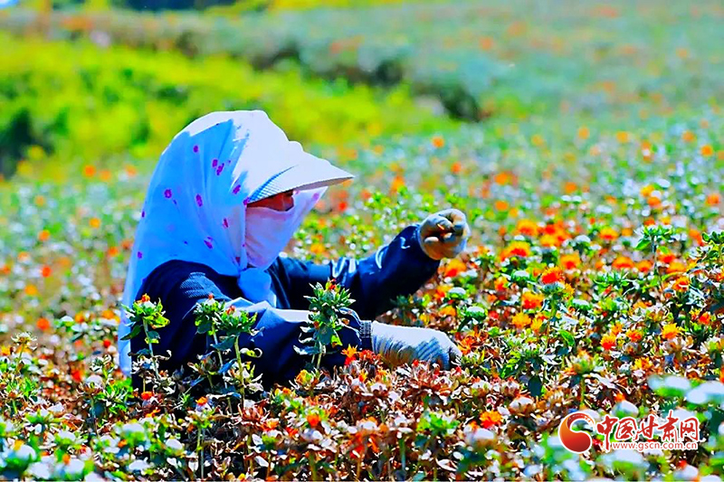 【小康圓夢(mèng)·看甘肅】宕昌木耳鄉(xiāng)：致富花開增色 產(chǎn)業(yè)振興添景