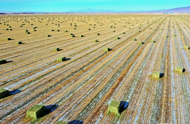 【“飛閱”中國】瞰！山丹馬場撒“青豆”