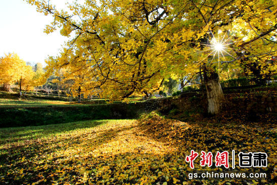 隴南徽縣銀杏樹(shù)最美的時(shí)候，當(dāng)屬每年的10月至11月。圖為樹(shù)葉已染黃的銀杏樹(shù)。張承榮 攝