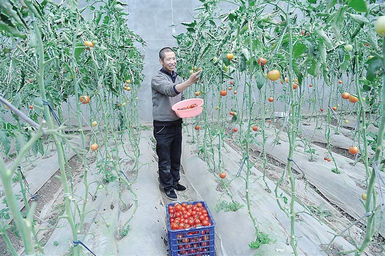 臨夏縣尹集、刁祁鎮(zhèn)易地扶貧搬遷后續(xù)產(chǎn)業(yè)園有日光溫室534座