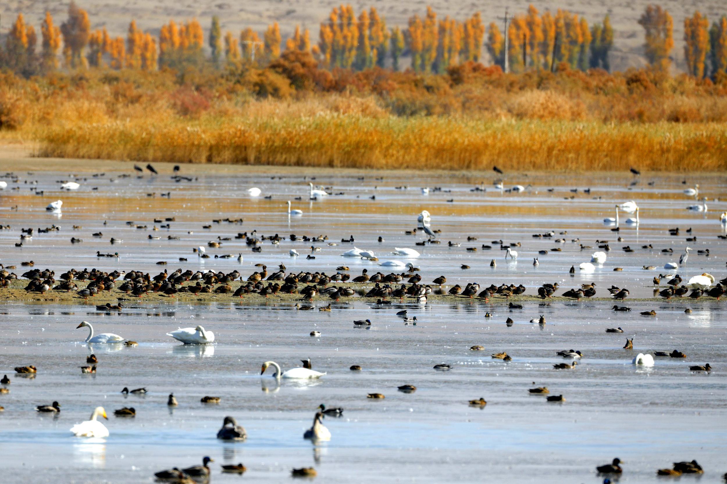 天鵝飛抵高臺縣黑河濕地嬉戲覓食、棲息越冬。尹昭霞攝