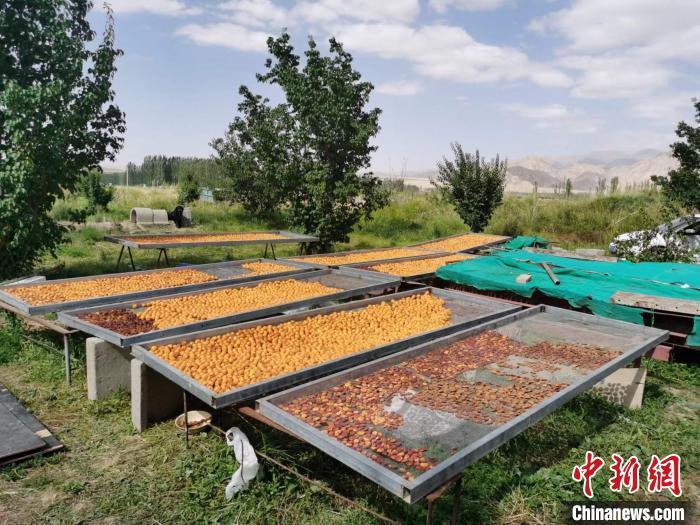 圖為肅北蒙古族自治縣的“李廣杏”。(資料圖) 受訪者供圖