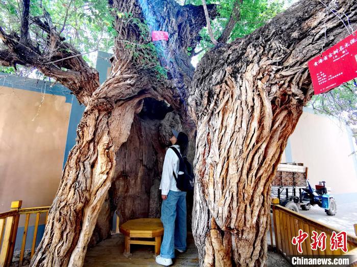 青海海東市阿河灘地質(zhì)文化村：古樹(shù)新枝、丹山碧水