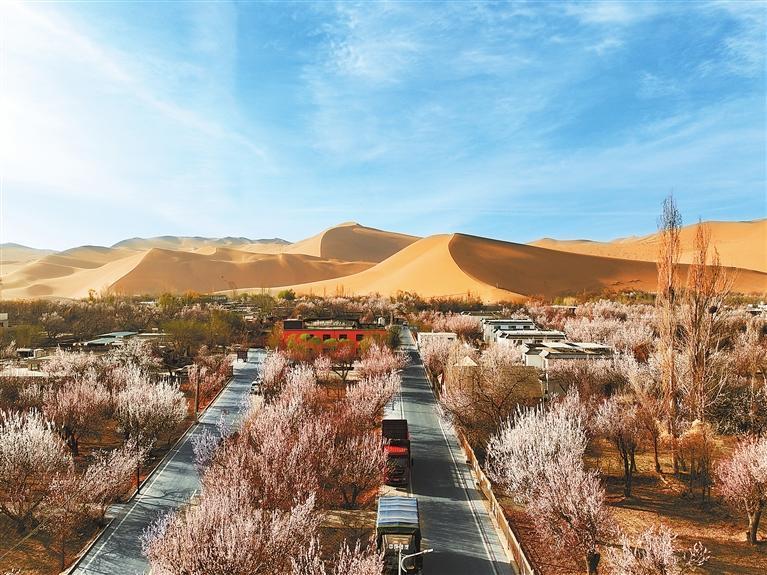 近日，敦煌鳴沙山下的李廣杏杏花陸續(xù)開放，美如畫卷。新甘肅·甘肅日報通訊員　張曉亮