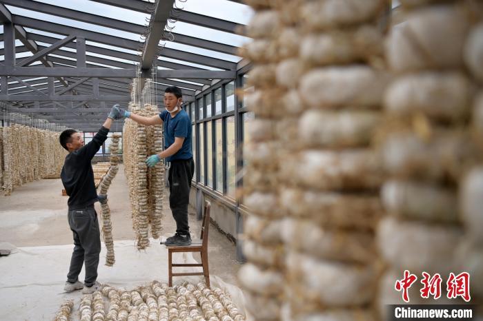 圖為5月10日，工作人員將用青稞面和青稞草等制成的曲坯用繩子串起來晾曬。九美旦增　攝