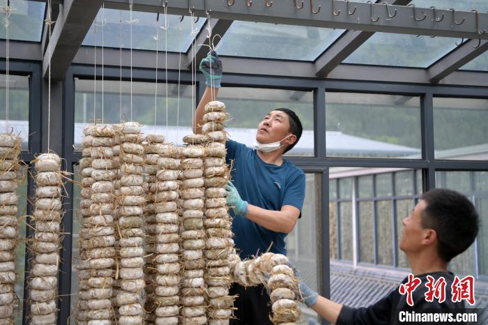 圖為5月10日，工作人員將用青稞面和青稞草等制成的曲坯用繩子串起來晾曬。九美旦增　攝