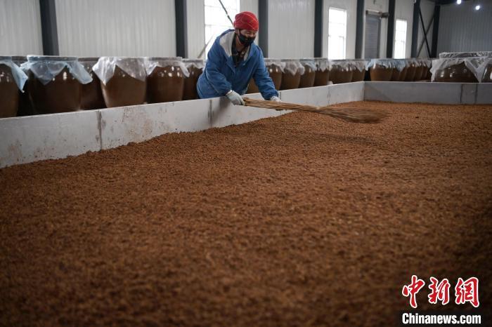 圖為5月10日，工作人員整理鋪撒的酒醅。九美旦增　攝