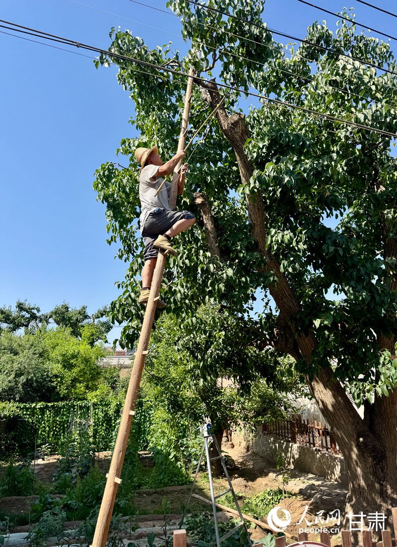 什川古梨園果農(nóng)魏至玉正踩著蜈蚣梯修剪自家的百年梨樹。人民網(wǎng)記者 焦隆攝