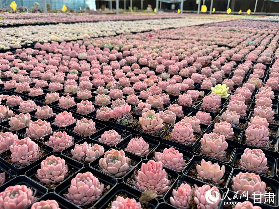 蘭州鑫源現(xiàn)代農(nóng)業(yè)休閑觀光旅游景區(qū)多肉大棚。人民網(wǎng)記者 焦隆攝