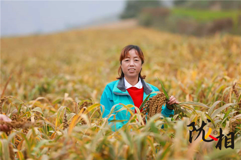 【隴人相214期】人大代表王華：履職心系“土寶貝” 會(huì)寧雜糧闖出大市場(chǎng)
