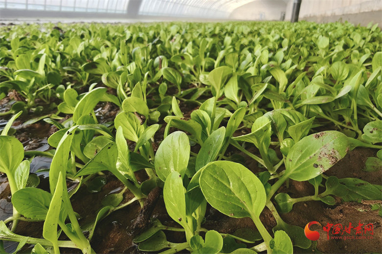 高臺：棚內(nèi)結(jié)碩果 振興啟新程