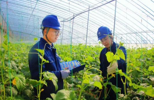 國網(wǎng)慶陽供電公司：電擎大棚生財氣 春暖鄉(xiāng)村聚福氣