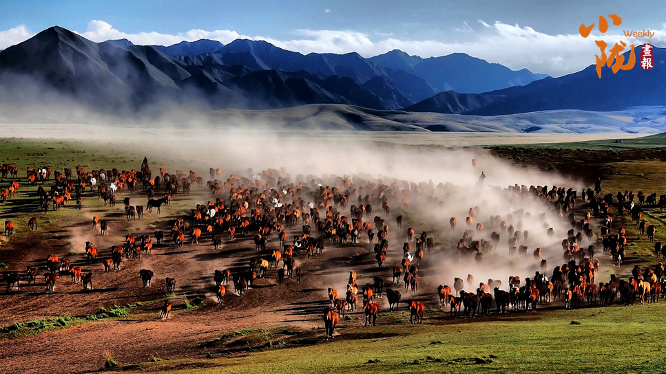 【小隴畫報·463期】蹄印河西走廊：山丹馬的千年牧歌