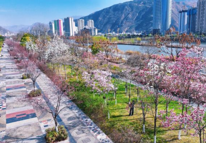 甘肅武都：春日賞花正當時