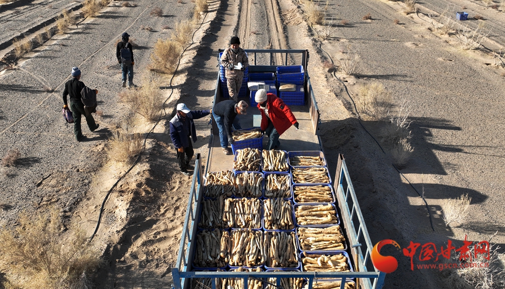 春動隴原·隴拍客丨金塔：生物治沙讓荒漠變“聚寶盆”