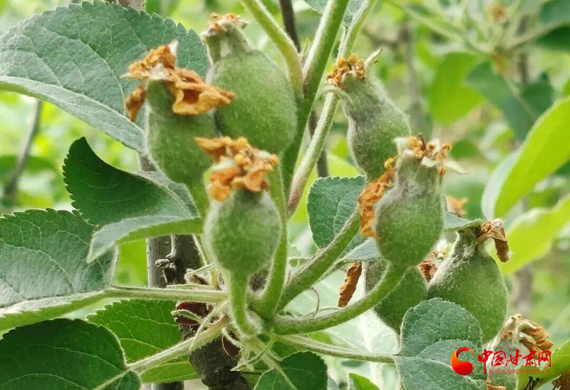 莊浪：果園管護正當時 疏果定果促豐收